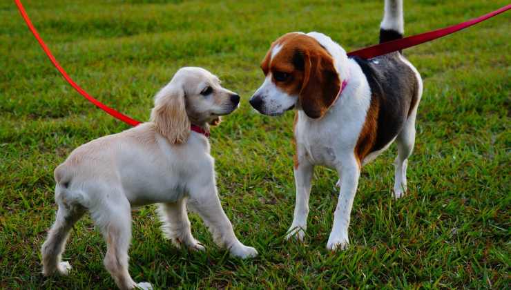 Incontro tra cani 