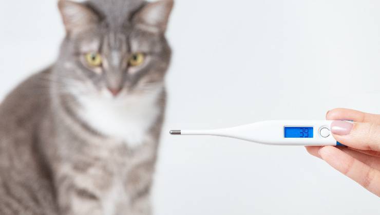gatto con termometro