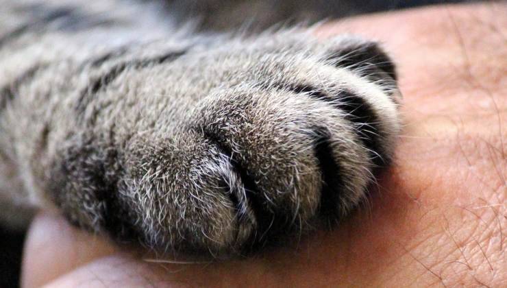 zampa gatto che allontana una mano