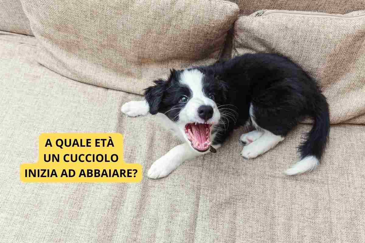 cucciolo con l'età per abbaiare