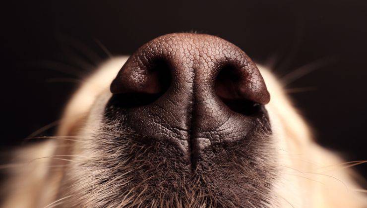 Naso del cane