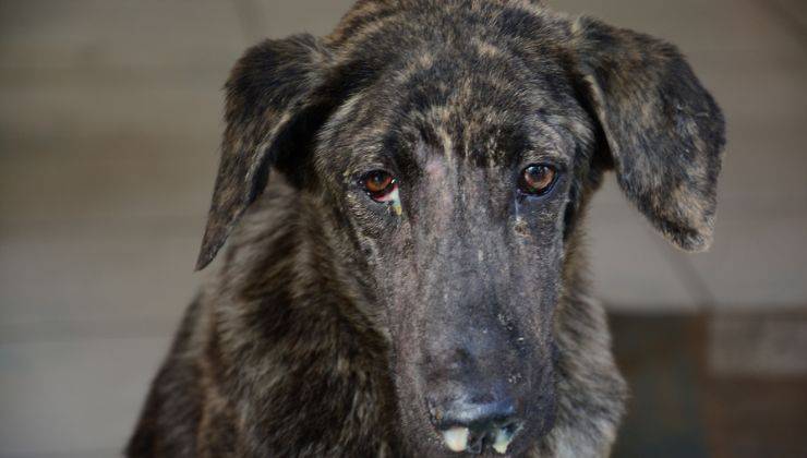 Muco dal naso del cane