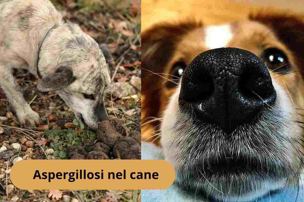 Cane che annusa funghi e tartufo del cane