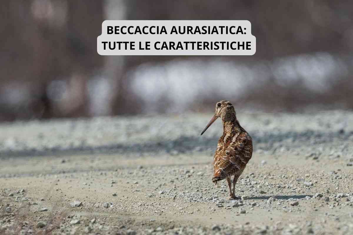 beccaccia eurasiatica con le sue caratteristiche