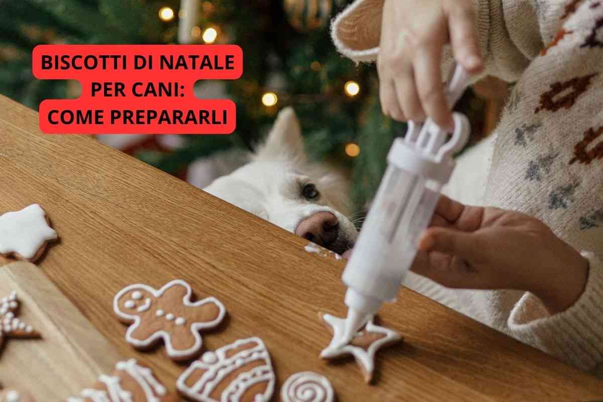 Cane interessato ai biscotti di Natale