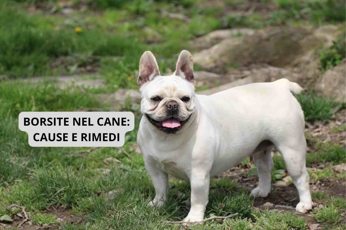 Cane nella natura