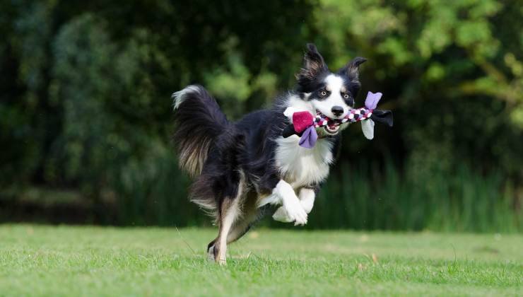 Border Collie gioca
