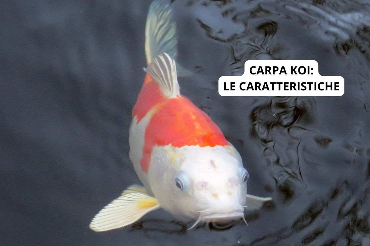 Carpa koi nel laghetto