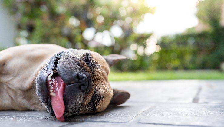 cane a terra per collasso da sforzo nel cane