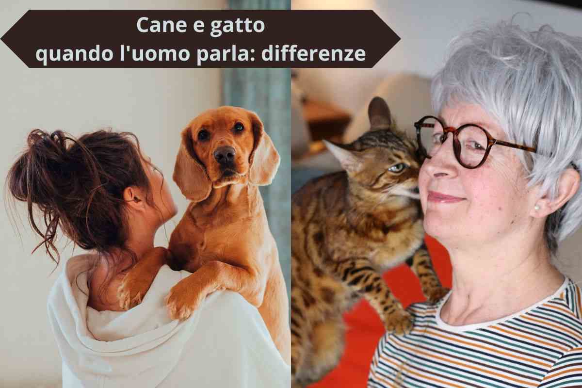 Padrona parla al cane e padrona parla al gatto
