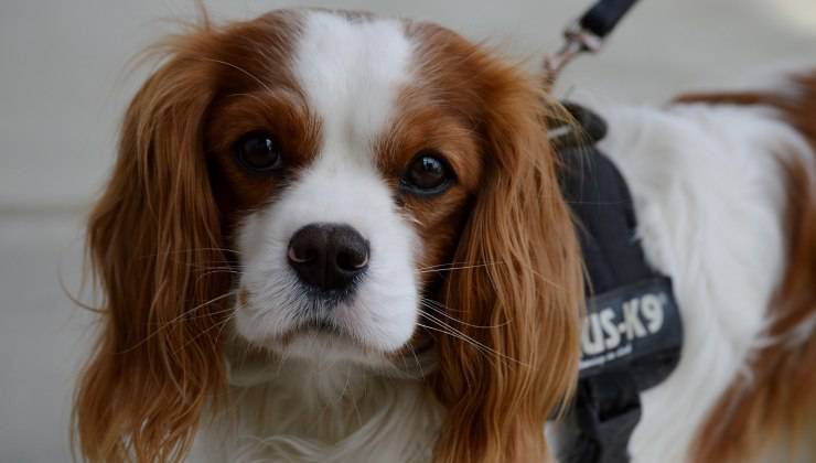 Cavalier King Charles Spaniel