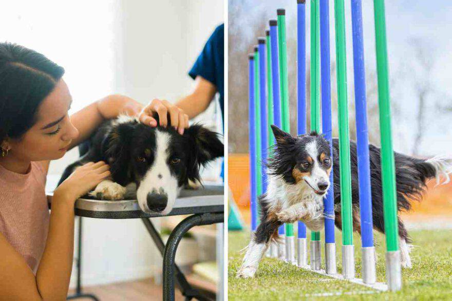 collasso nel cane