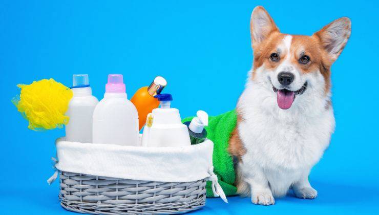 Prodotti per lavare il cane