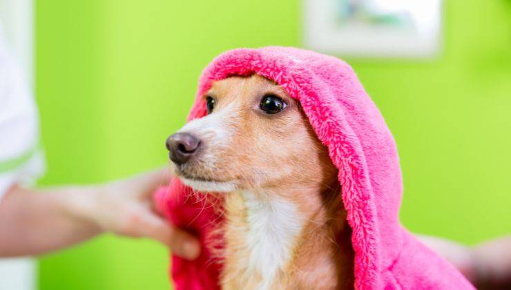 Asciugare il cane