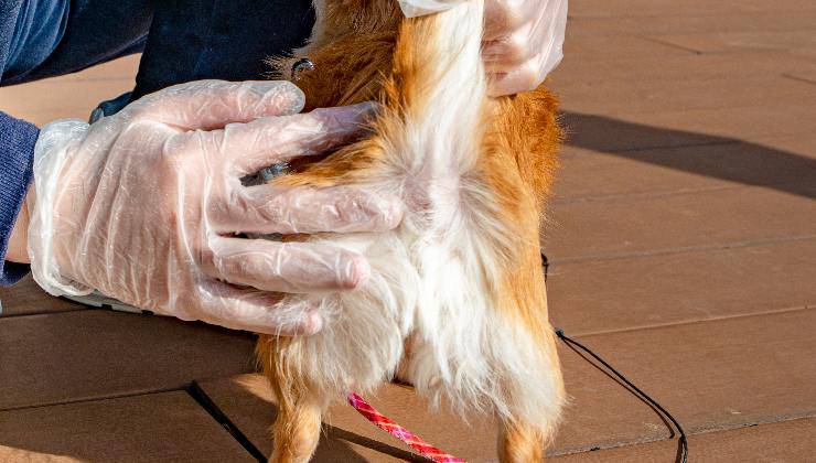 ano del cane