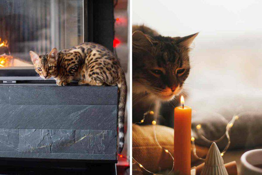 gatto si brucia con il fuoco