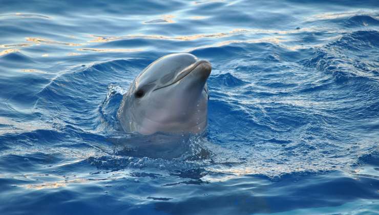 Delfino spunta dall'acqua 