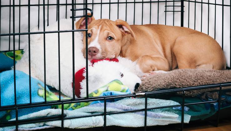 Cane sulla coperta e con la testa sul peluche nel trasportino posizionato nel luogo giusto