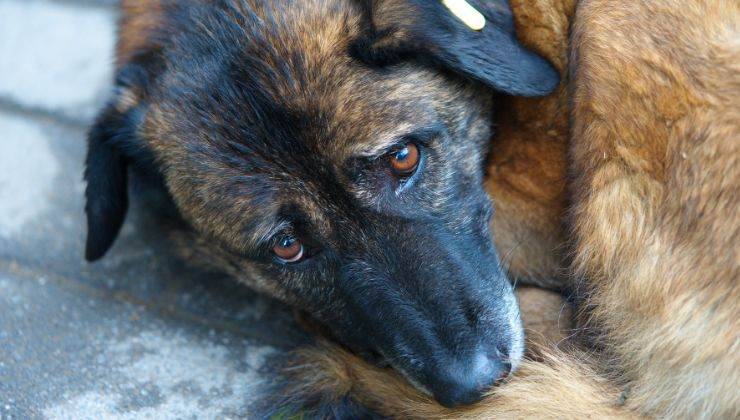 Cane si gratta coni denti perché ha prurito ai testicoli