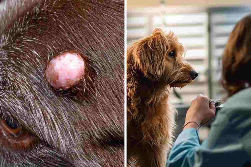 porro della pelle sul cane