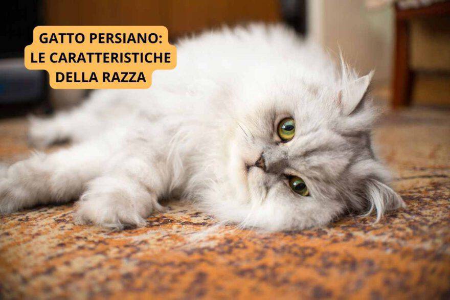 Gatto persiano