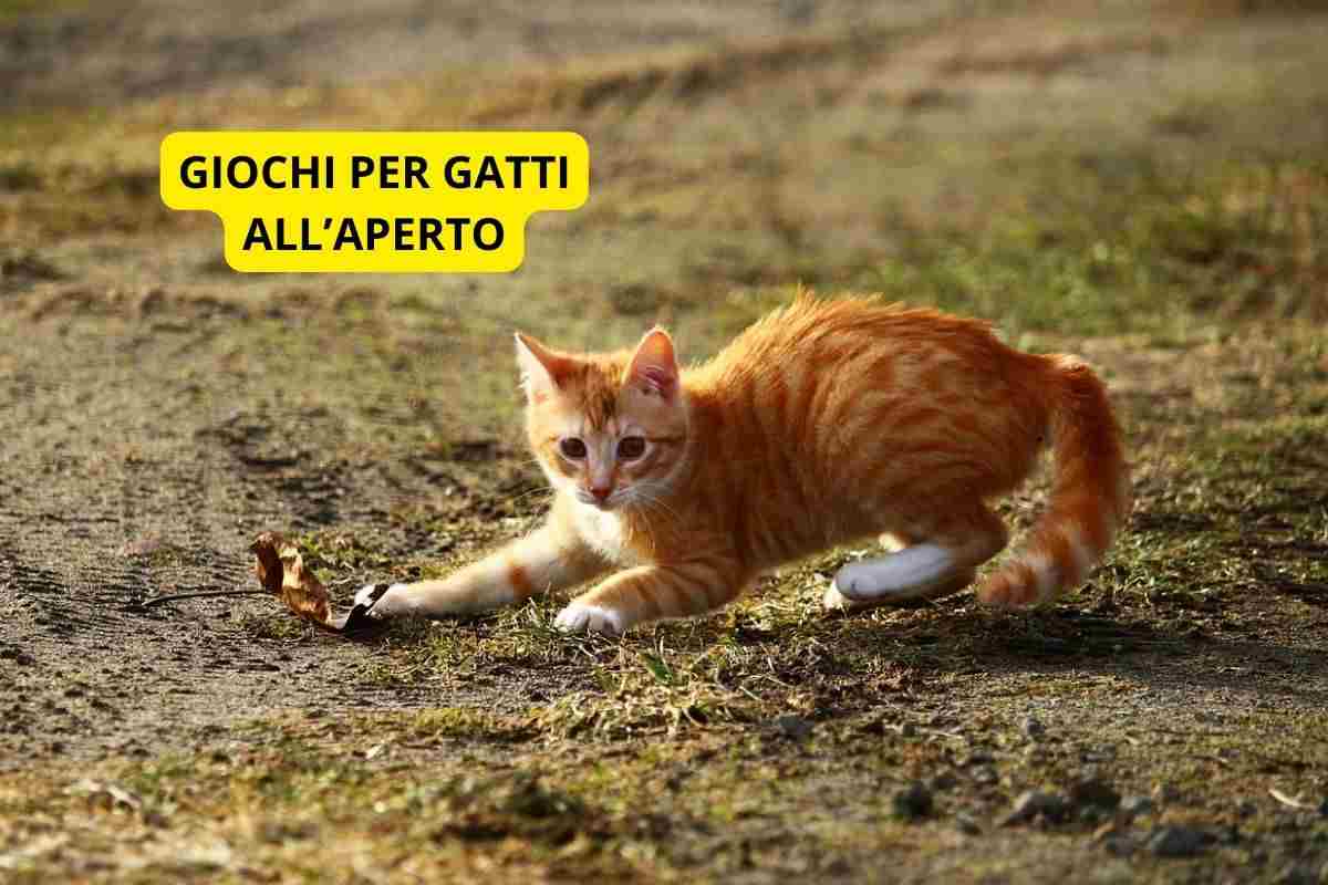 Gatto fa giochi all'aperto