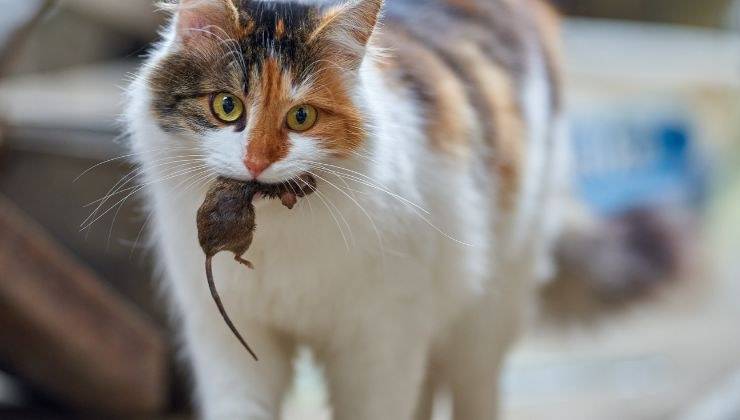Gatto riporta topo