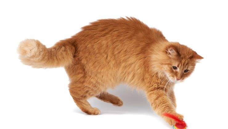 Gatto riporta pallina di stoffa