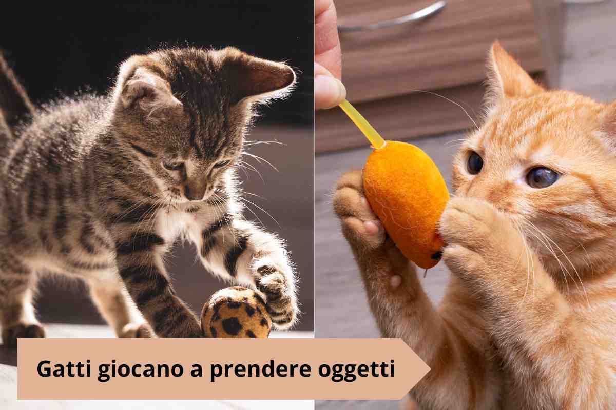 Gatto afferra pallina e topolino finto