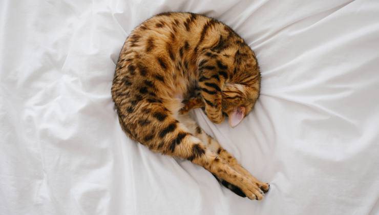 Gatto che dorme