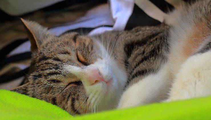 gatto con occhi chiusi