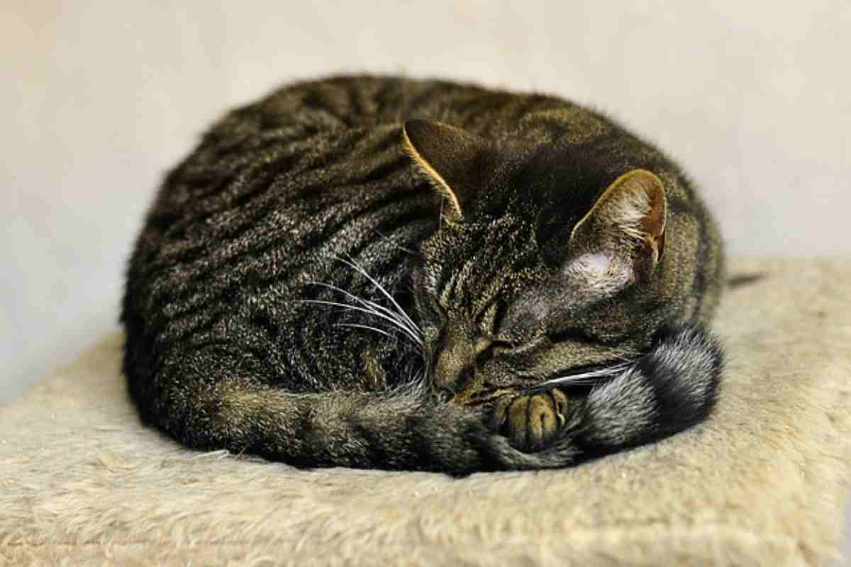 Col freddo il gatto è più letargico
