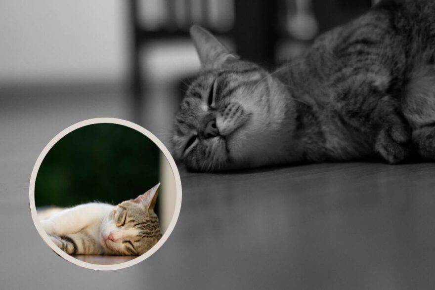 gatto disteso a terra per sincope