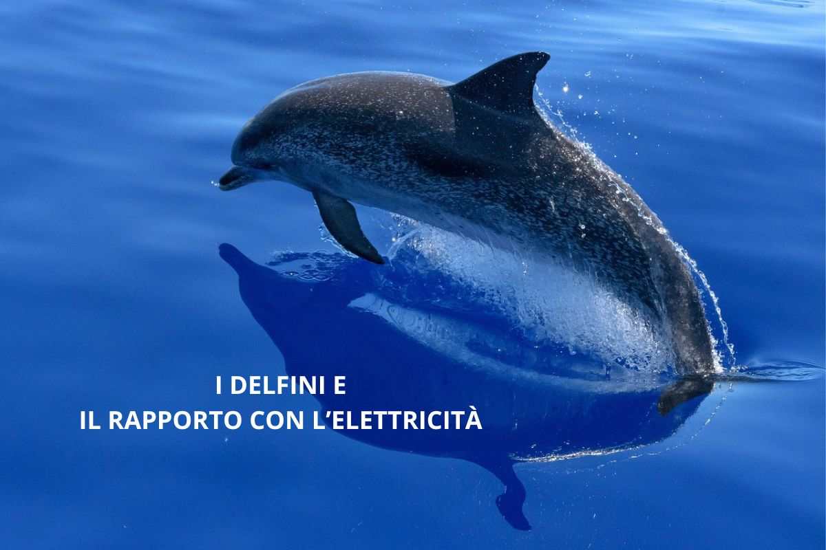 Delfino che sente l'elettricità