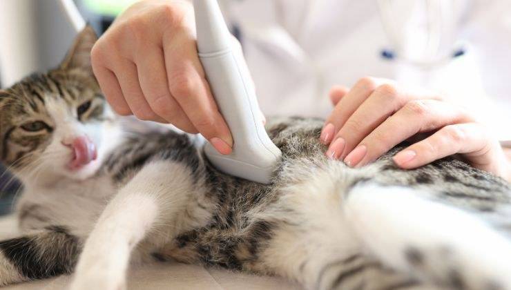 Ecografia al gatto