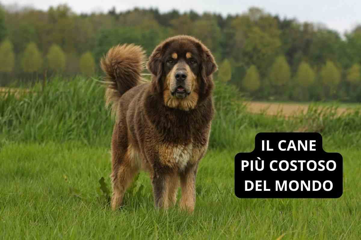 Mastino tibetano è il cane più costoso del mondo