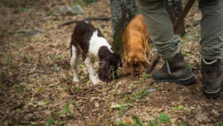 Cani cacciatori