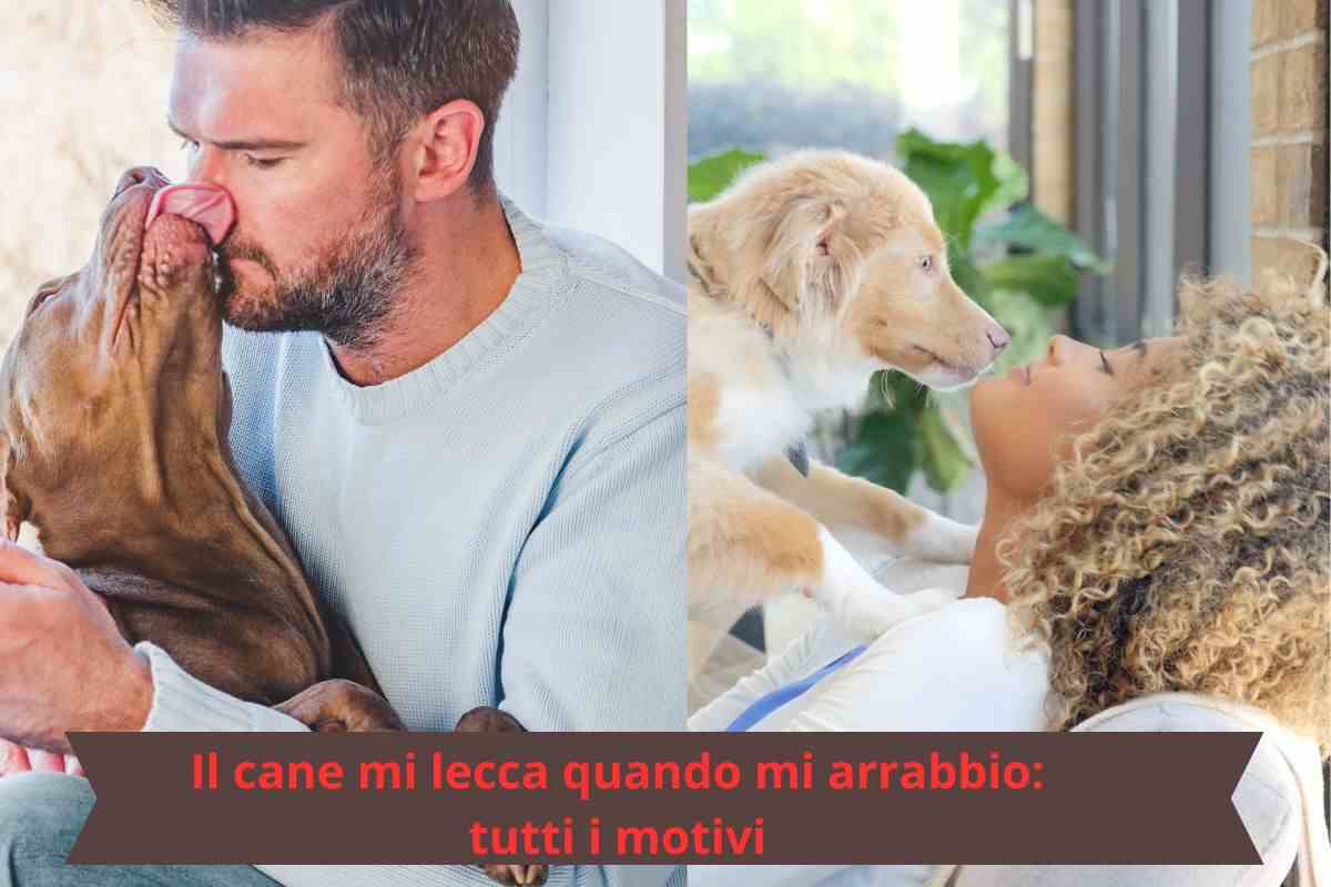 Cani che leccano i padroni