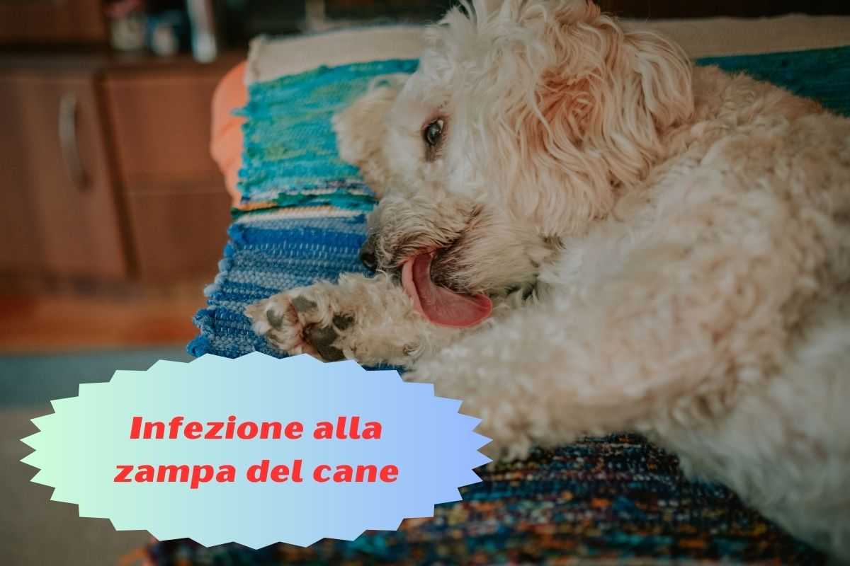 Cane bianco lecca la sua zampa perché è infetta