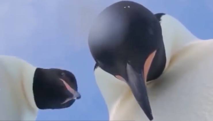 Pinguini sul ghiaccio che guardano verso il basso