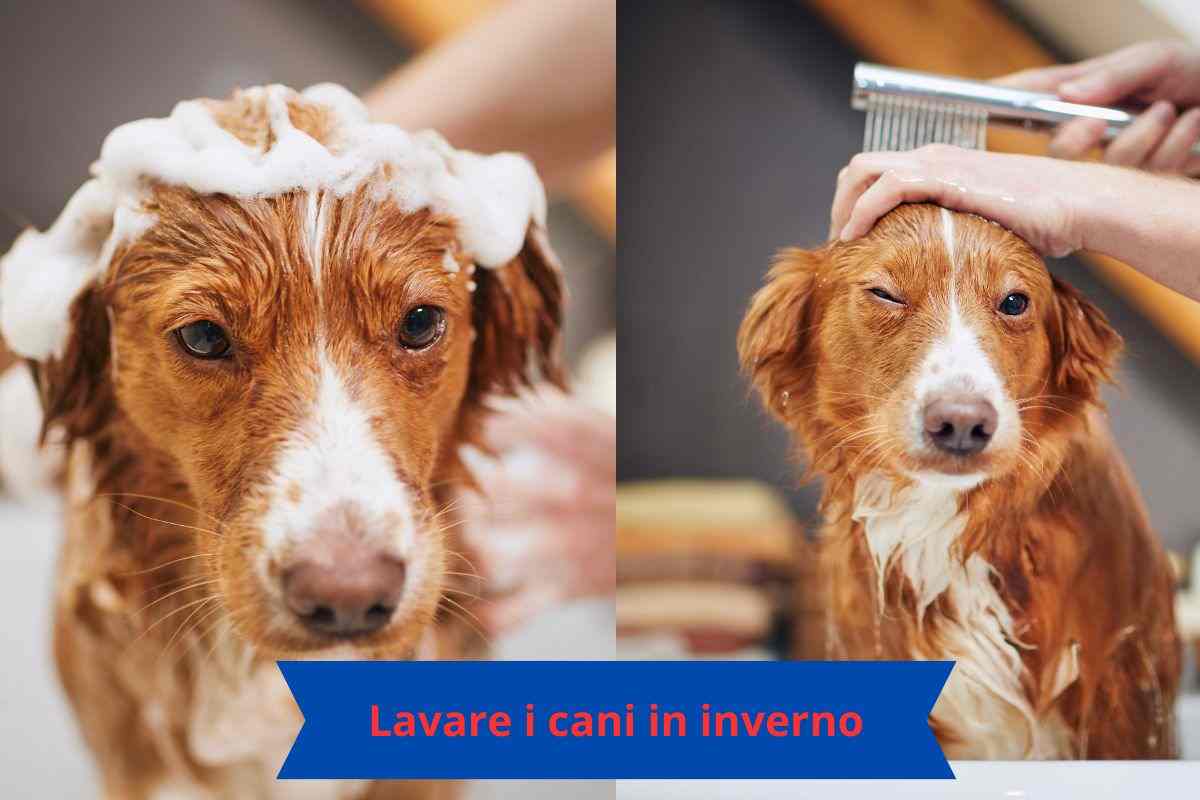 Fare lo shampoo al cane e bagnarlo 