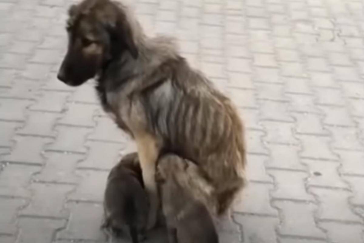 mamma e cuccioli abbandonati