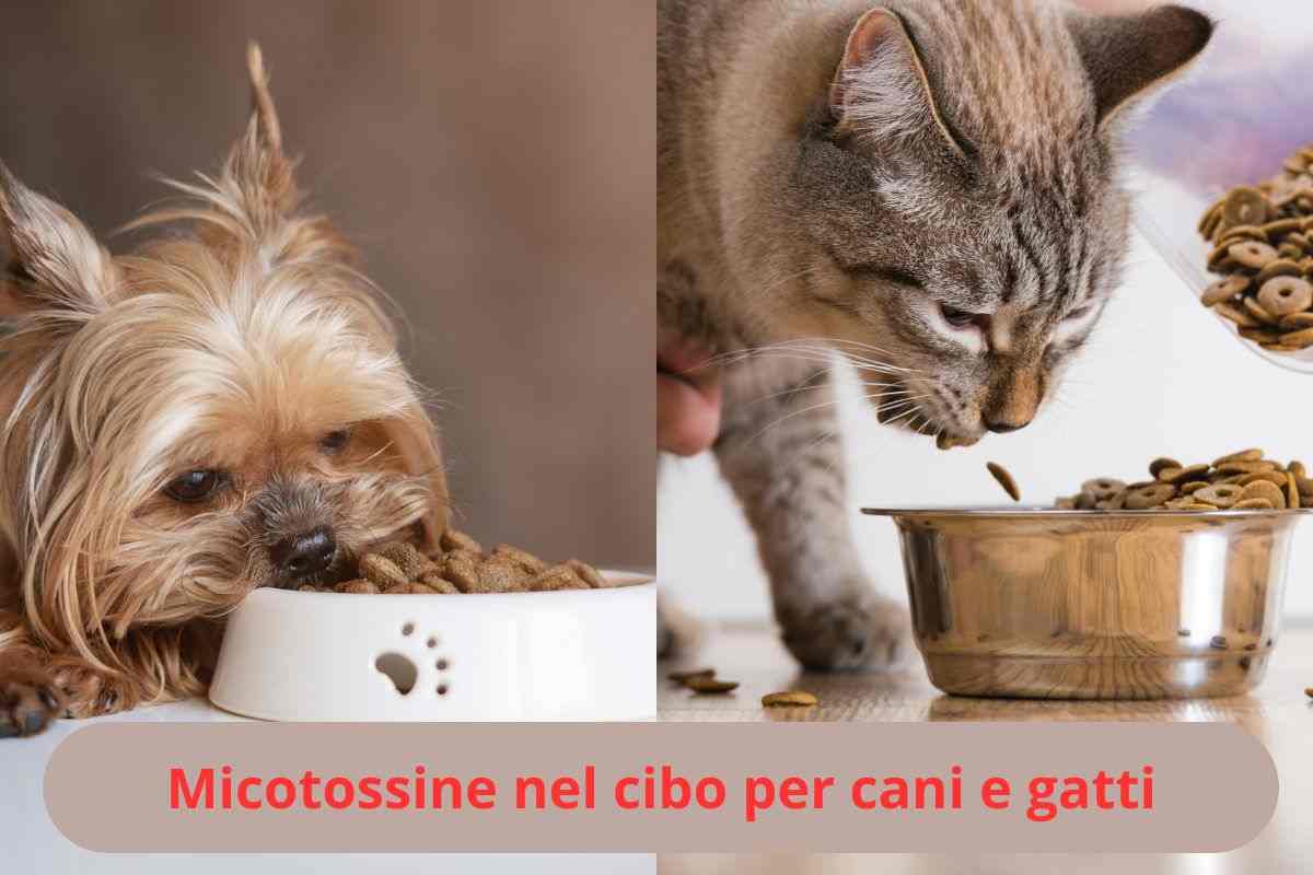 Cane e gatto mangiano