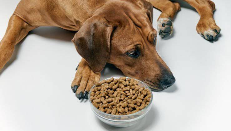 Cane sta male dopo mangiato