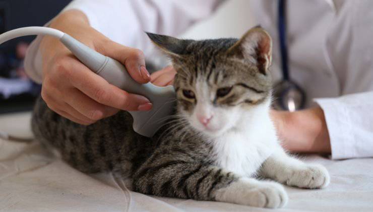 Gatto dal veterinario