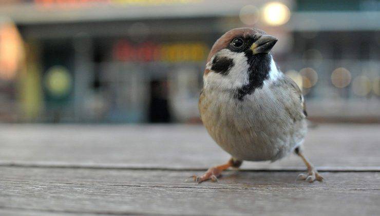 Passero