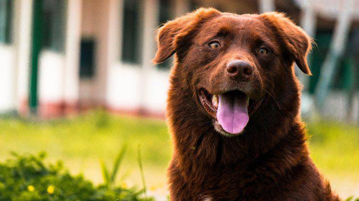 Cane marrone con la lingua fuori che non è ruvida come quella del gatto