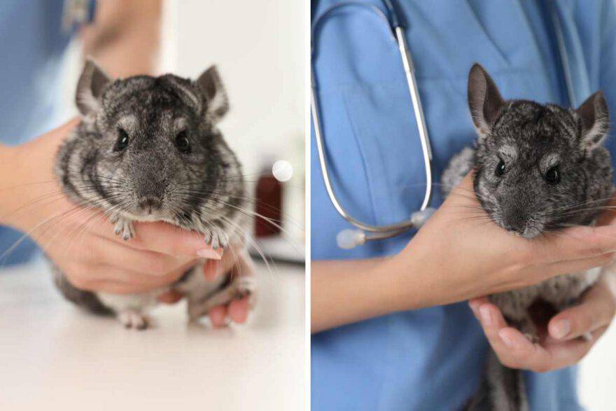 cincillà che trema nelle mani del veterinario