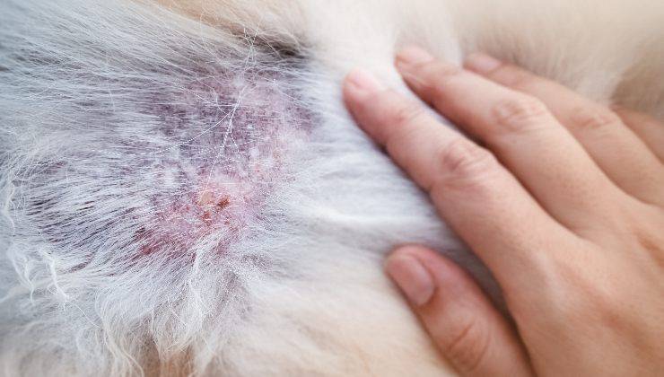 fibroma pendulo nel cane