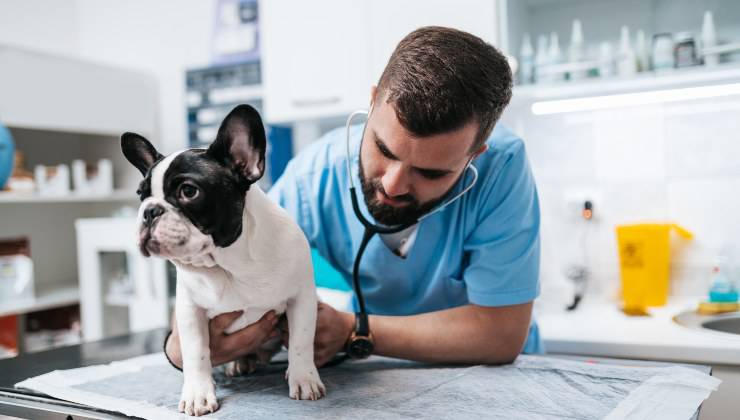 Cane dal veterinario perché ha prurito ai testicoli